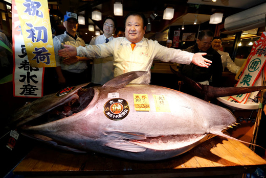 Fish 